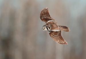 Northern Hawk Owl 1