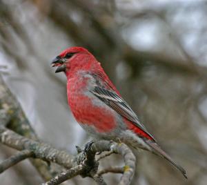 Pine Grosbeak 