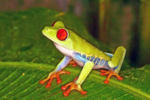 Red-eyed Treefrog 