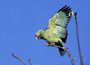 Red-lored Parrot