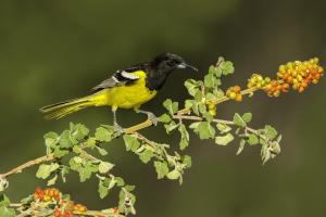 Scott's Oriole