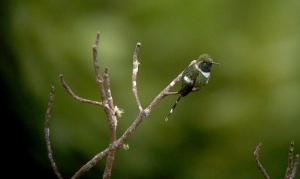 Sparkling-tailed Woodstar