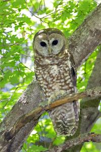 Spotted Owl 