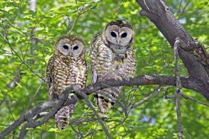 Spotted Owl