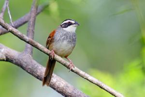 Stripe-headed Sparrow 