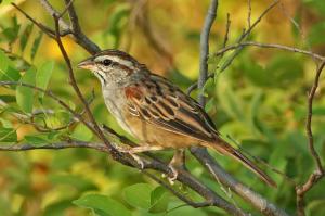 Sumichrast's Sparrow