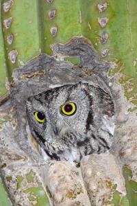 Western Screech-Owl 