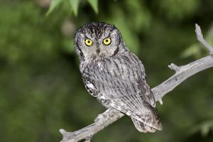 Western Screech-Owl 