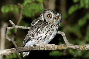 Whiskered Screech-Owl