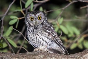 Whiskered Screech-Owl 