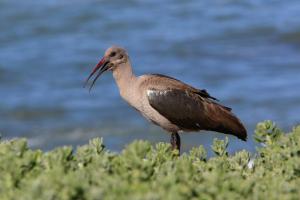 Hadeda Ibis