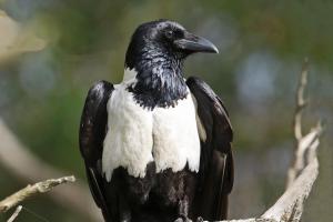 Pied Crow