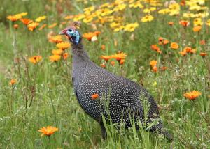 Helmeted Guineafowl