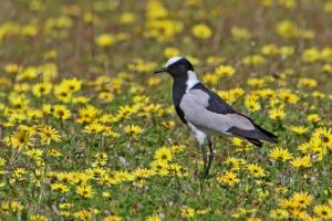 Blacksmith Lapwing