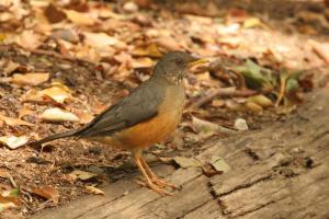 Olive Thrush
