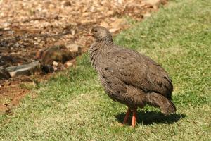 Cape Spurfowl