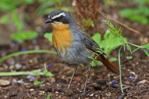 Cape Robin-Chat