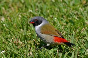 Swee Waxbill