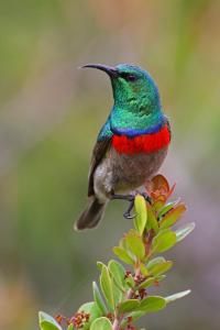 Southern Double-collared Sunbird