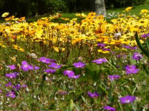 Cape wildlfowers