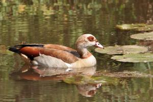 Egyptian Goose