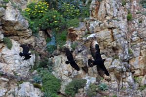 White-necked Ravens chasing a Verreaux's (Black) Eagle