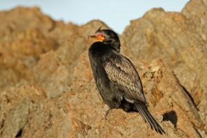 Crowned Cormorant