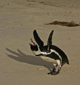 African Penguin