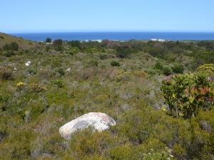 Fynbos scrub