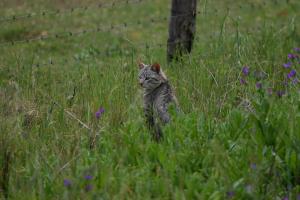 African Wild Cat